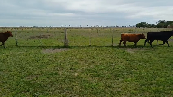 Lote 17 Terneras 7 RA,  3 AA,  1 SH,  3 AA X SH,  3 RA X HE en RINCÓN BRAVO, CAMINO VECINAL A 9KM DE SAN LUIS, 63KM DE LASCANO Y 40KM DE CHUY