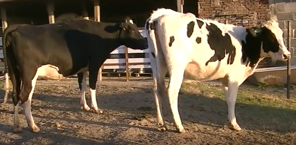 Lote 2 Vaquillonas en Esperanza, Santa Fe