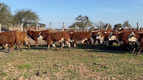 Lote 140 Terneros/as en Corrientes, Monte Caseros