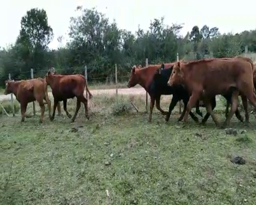 Lote (Vendido)13 Novillos AA,  CRUZAS 260-280kg -  en Los cerrillos