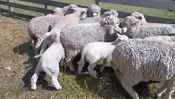 Lote 18 Piezas de cría, San José