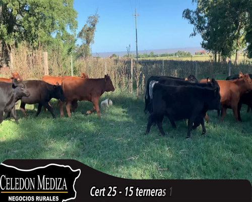 Lote (Vendido)15 Terneras 9 AA Y 6 SH X LI 180kg - , Colonia