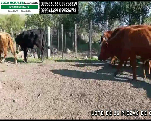 Lote 36 Piezas de cría en Florencio Sánchez, Colonia