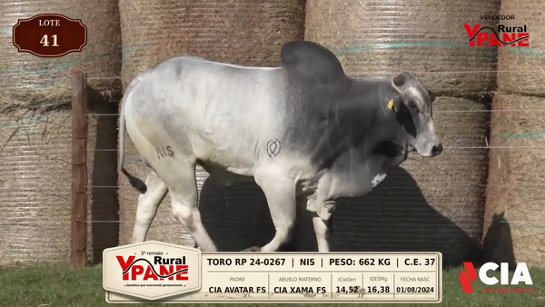 Lote Lote 41