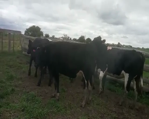 Lote 6 Vaquillonas  540kg - , San José