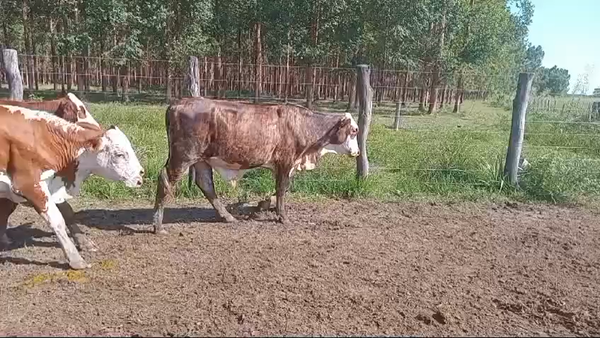 Lote 110 Novillos