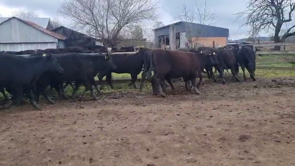 Lote 50 Ternera en Vilcún, IX Región Araucanía
