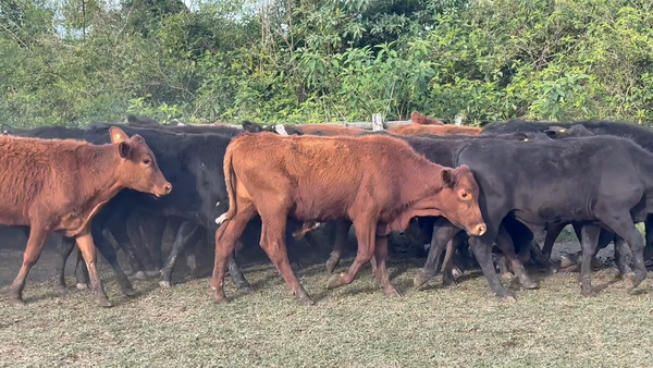 Lote 100 Terneros en Corrientes, San Luis del Palmar