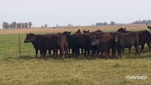 Lote 18 Vaquillonas C/ gtia de preñez en Mercedes, Buenos Aires