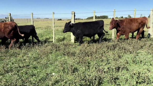 Lote NOVILLOS 1 A 2 AÑOS