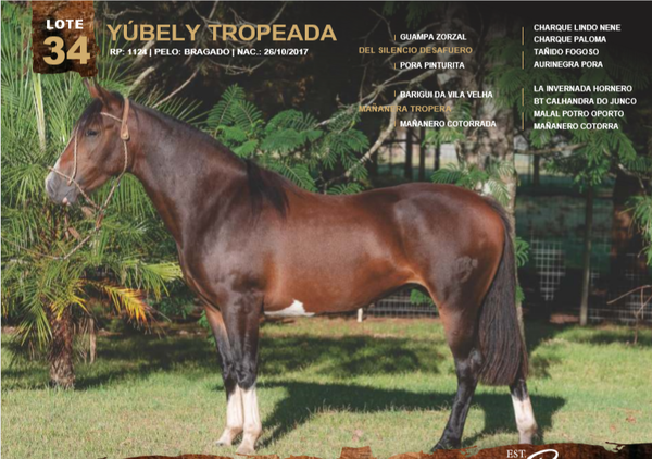 Lote YÚBELY TROPEADA
