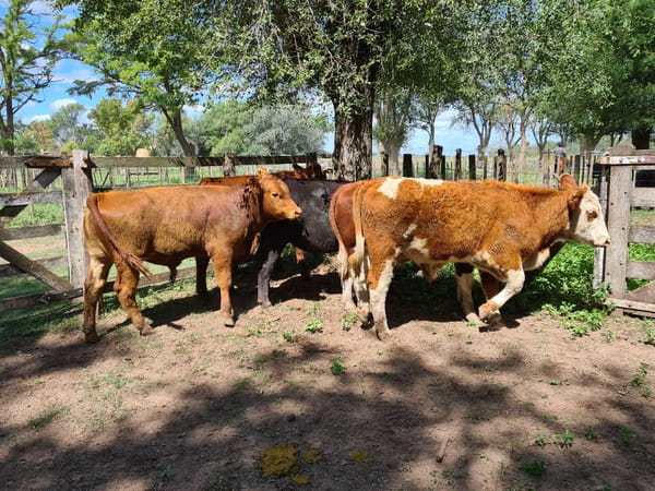 Lote 5 Novillitos en Gral. Lamadrid, Buenos Aires