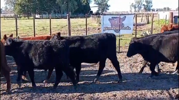 Lote 27 Terneros/as