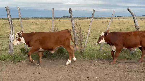 Lote 75 Terneras