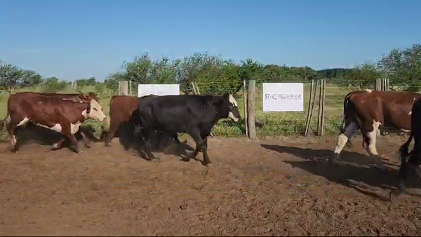 Lote 55 Novillos