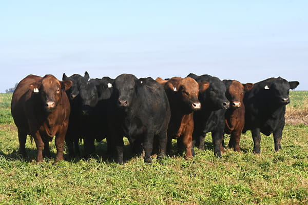 Lote RP 6926, RP 6991 y RP 7021 - TOROS PP y PC A CAMPO