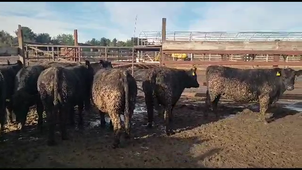 Lote 16 Vaquilla Gorda en Los Ángeles, VIII Región Biobío