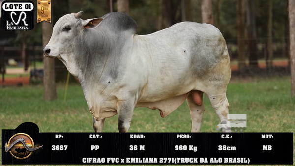 Lote LOTE 1