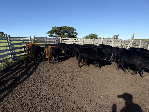 Lote Terneras