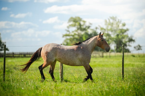 Lote PATRICIA LA ORIENTALA