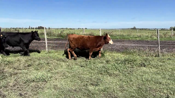 Lote TERNEROS Y TERNERAS