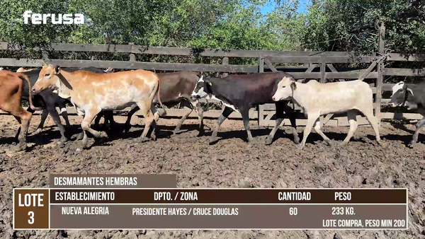 Lote LOTE 3