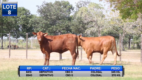 Lote VAQUILLAS BRANGUS PREÑADAS  -LOTE 8