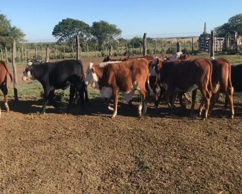 Lote 75 Terneros/as en Saladas, Corrientes