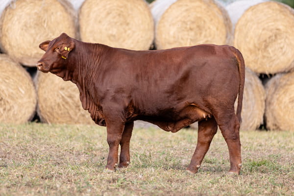 Lote LOTE 43