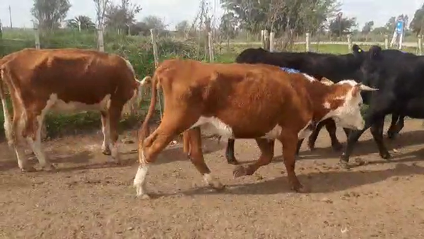 Lote 10 vacas preñadas Hereford y Angus