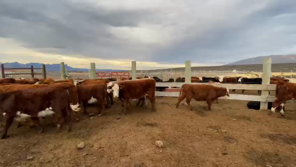 Lote 34 Ternera en Natales, XII Región Magallanes y la Antártica