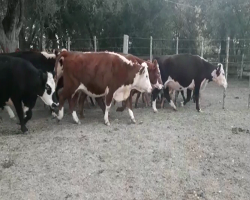 Lote Vacas