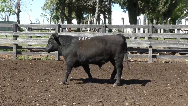 Lote Toro 2 años