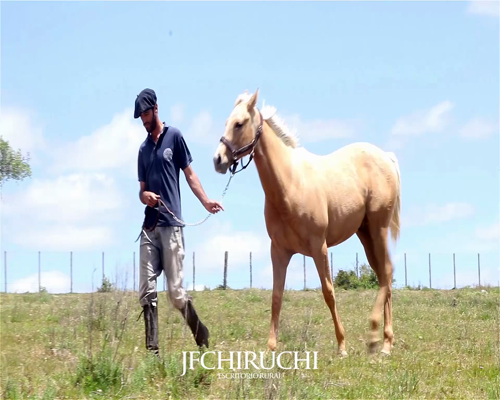 Lote LP GENERAL FISH