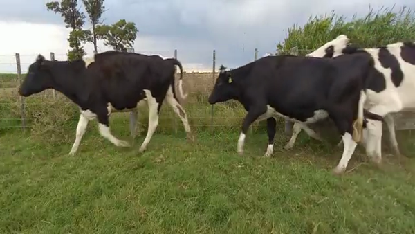 Lote Vaquillonas Preñadas- Carlos Imhoff