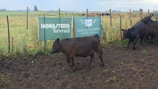 Lote 15 Terneros en Bolívar