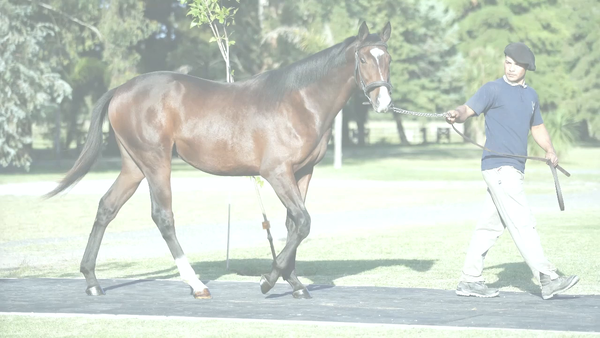 Lote DEL MAR AZUL (LE BLUES -  MUSETINA  por  True Cause)