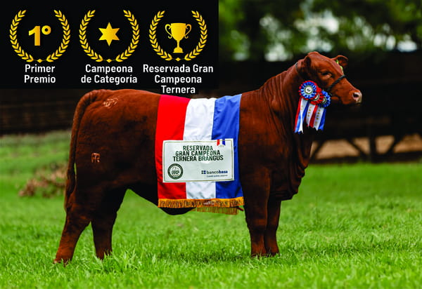 Lote Brangus a Bozal Expo 2022 RP 1092- Lote 19