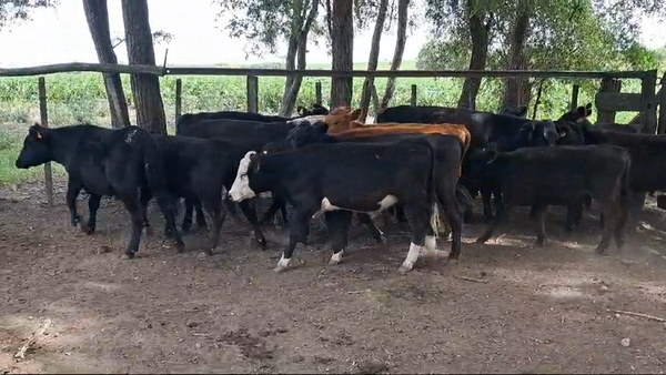 Lote TERNEROS