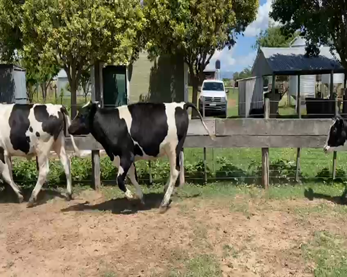 Lote (Vendido)15 Novillos, Córdoba