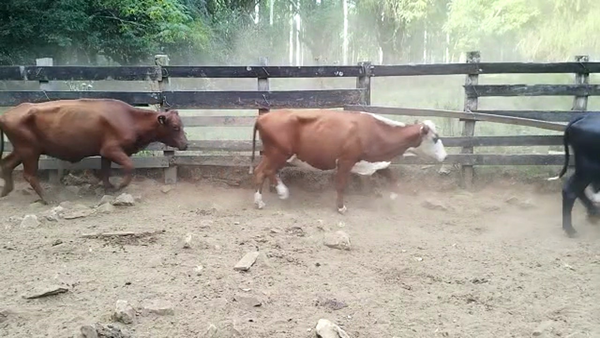 Lote 37 Vientres preñados en Rivera