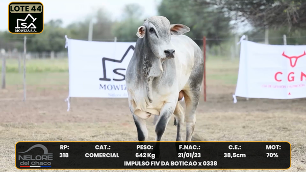 Lote LOTE 44