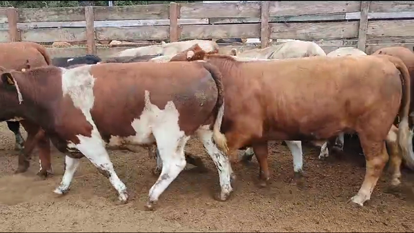 Lote 40 Novillo Gordo en Los Ángeles, VIII Región Biobío