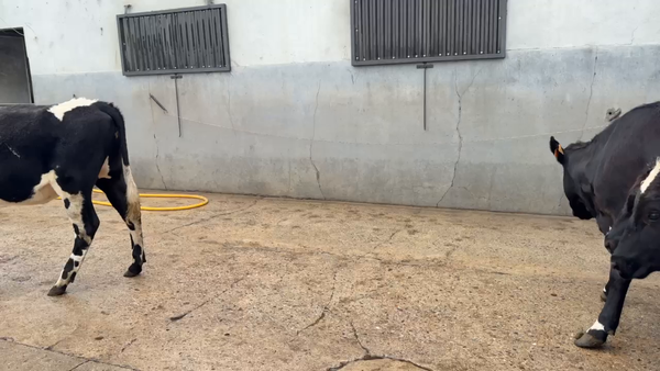 Lote VAQUILLONAS 1 a 2 AÑOS