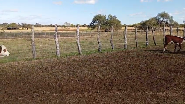 Lote 85 Terneras en Corrientes, Sauce