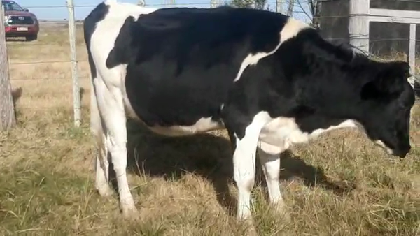 Lote 2 Vaquillonas 1 a 2 años HOLANDO 420kg - , San José