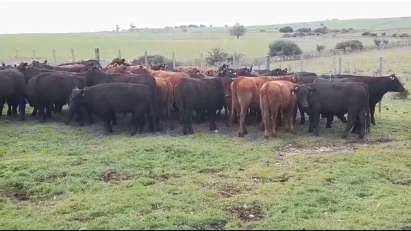 Lote (Vendido)43 Novillos ANGUS 300kg -  en SAN PEDRO