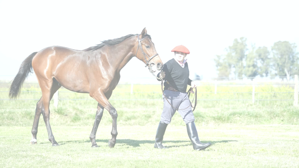 Lote KAMYKASE NIK (NICODEMUS - KAMY ADELA)