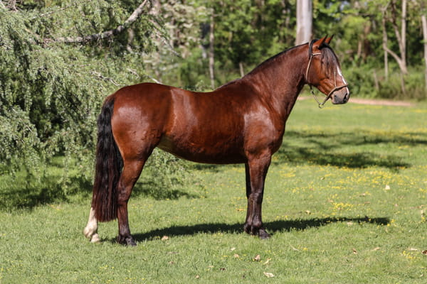 Lote QUELEN FIESTA LINDA