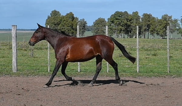Lote HG CIGÜEÑA